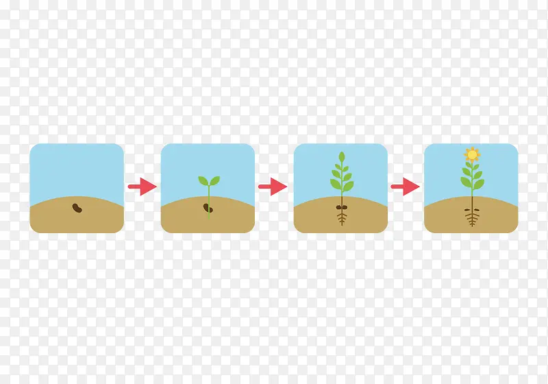 植被生长过程