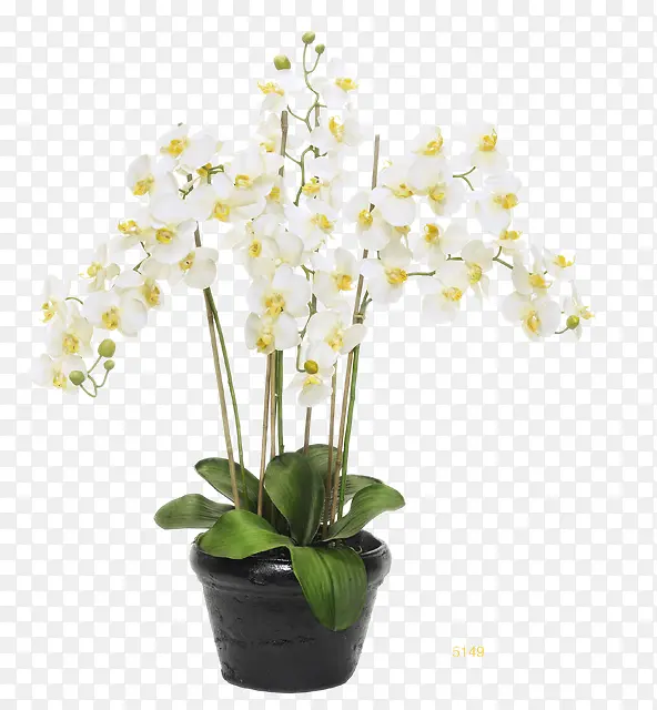 白色花卉黑色花盆插花软装装饰