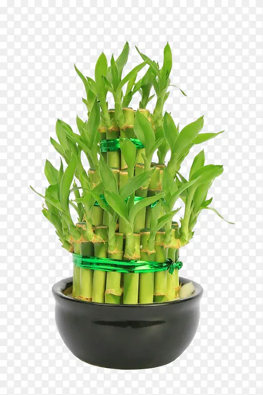 富贵竹盆栽