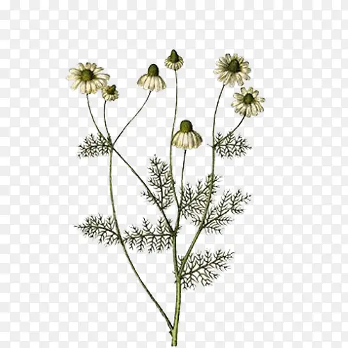 金盏菊花插画