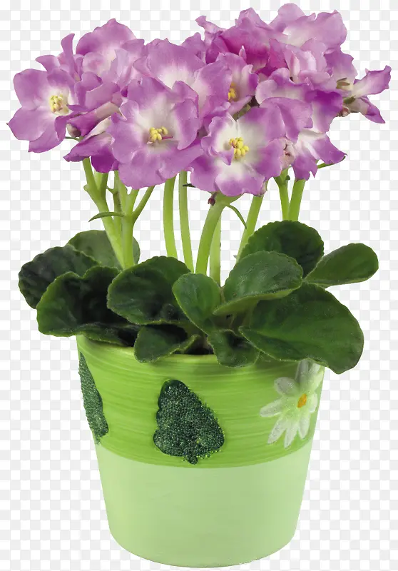 紫罗兰花