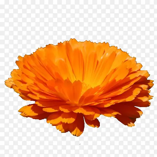 橘色金盏菊花