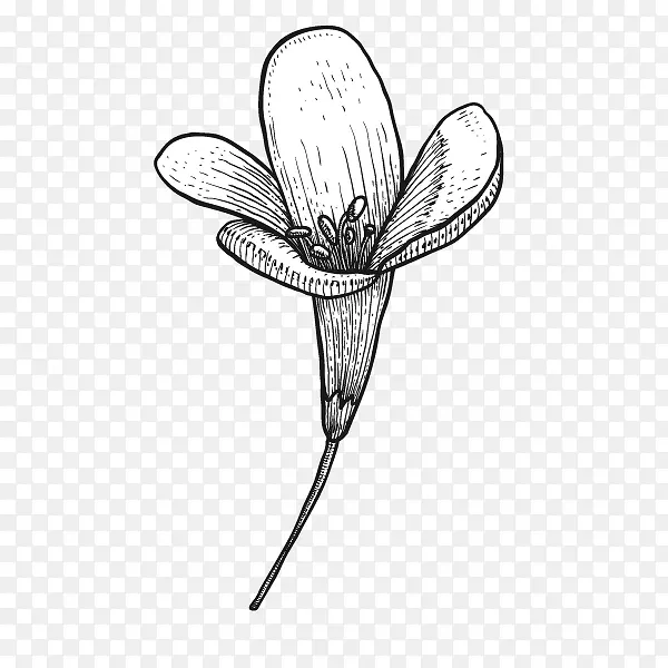手绘速写植物花卉一朵小花