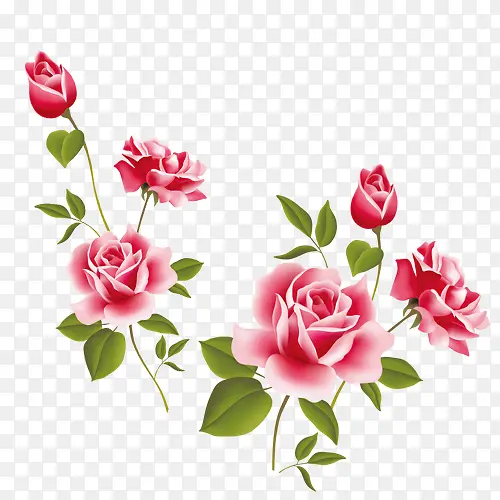 两款鲜嫩玫瑰花