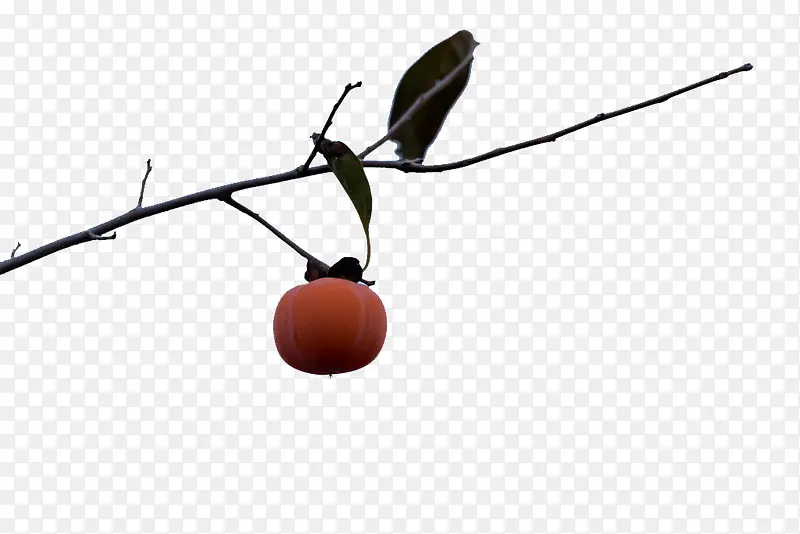 树枝上孤单的柿子