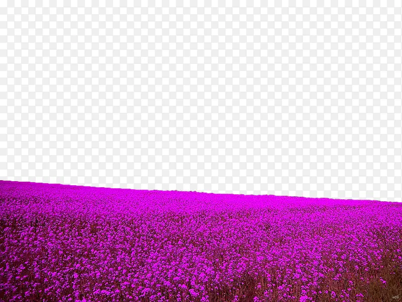 紫色广阔花田边框