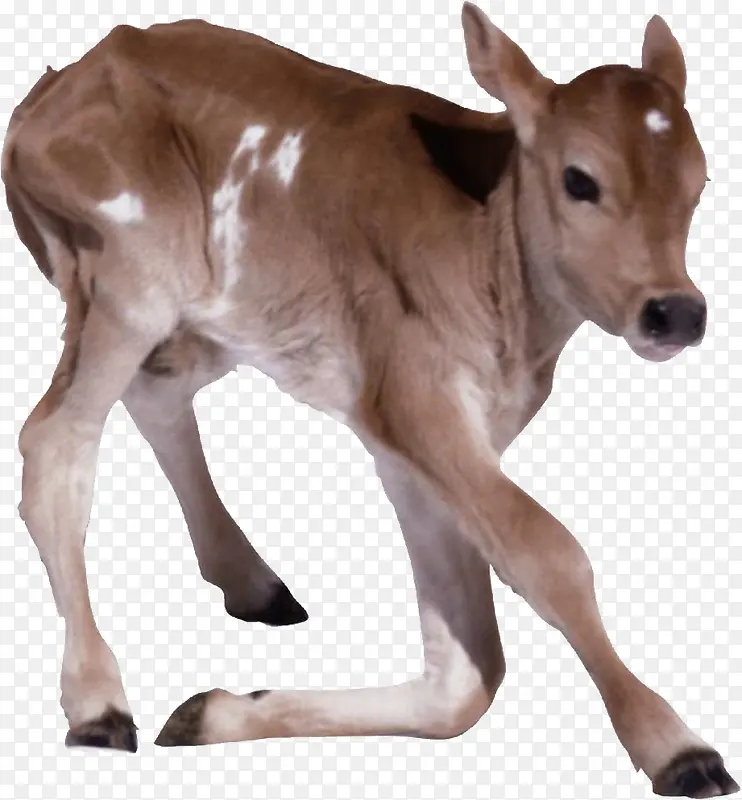 棕色的牛犊