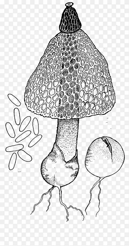 食用竹荪 竹荪