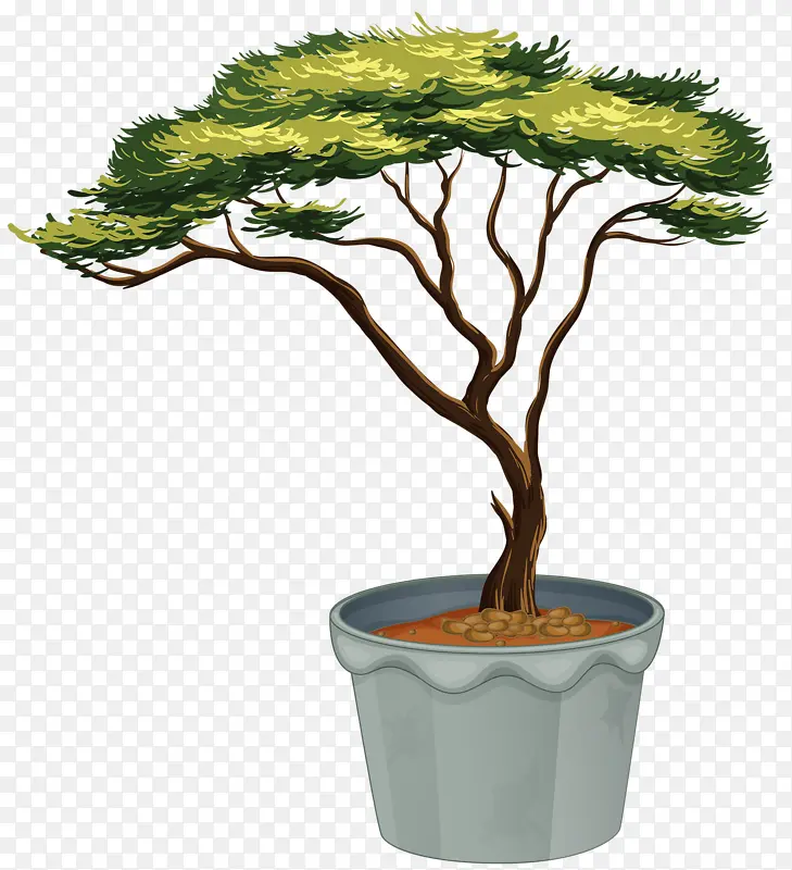 盆景植物