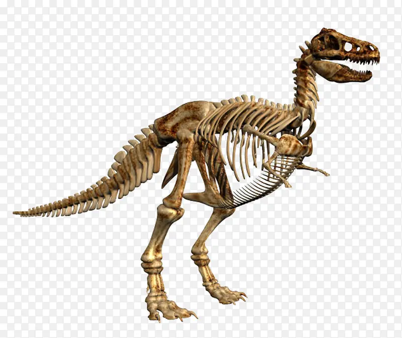 完整的暴龙雷克斯骨骼化石实物