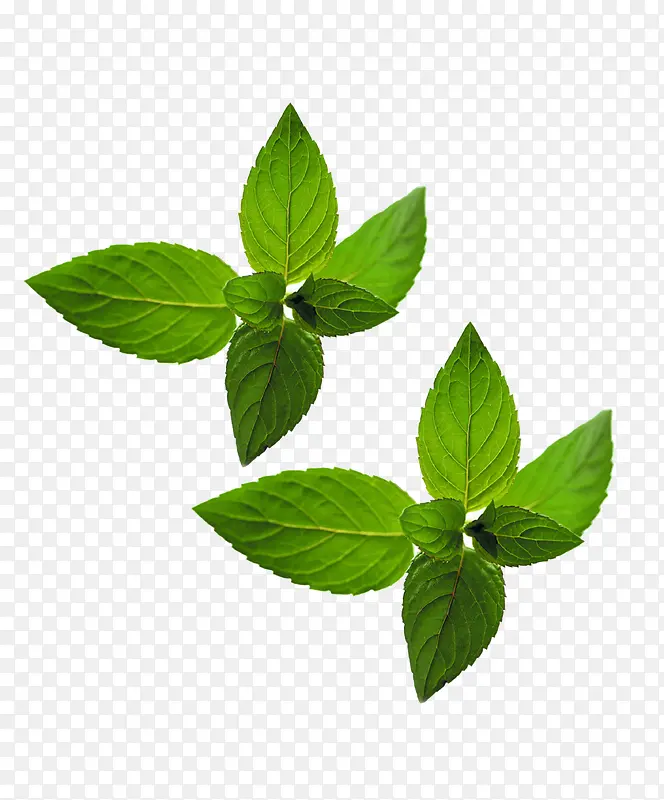 绿色的薄荷