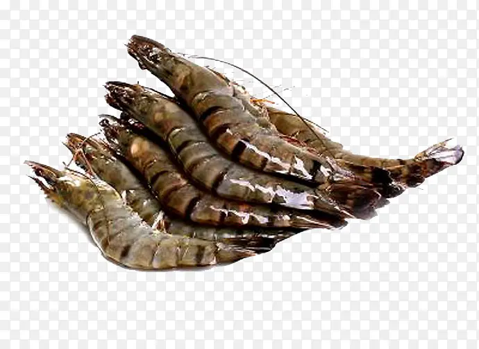 褐色五只黑虎虾
