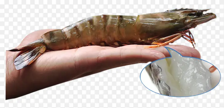 手中的越南进口黑虎虾