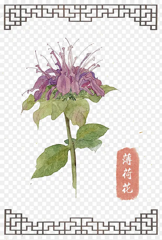 手绘薄荷花