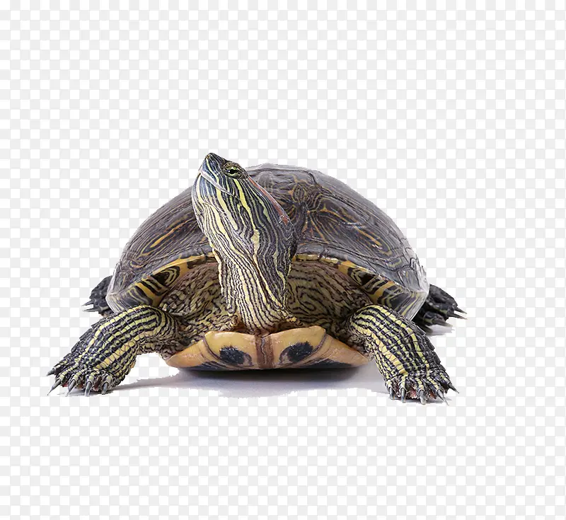 大海龟