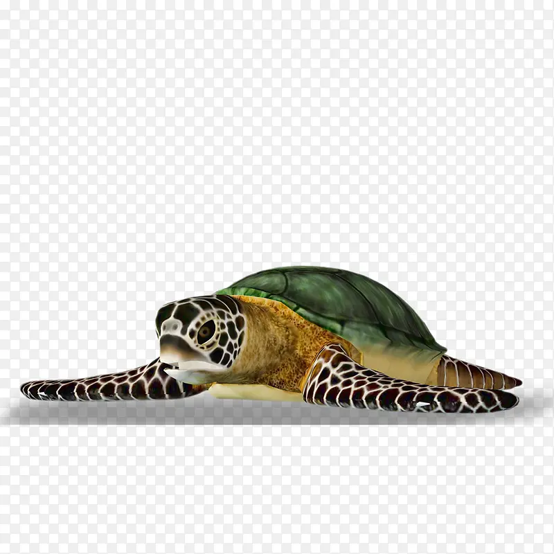 一只大海龟