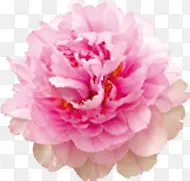 粉色盛开的牡丹花元素