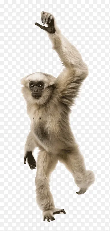 跳舞的猴子