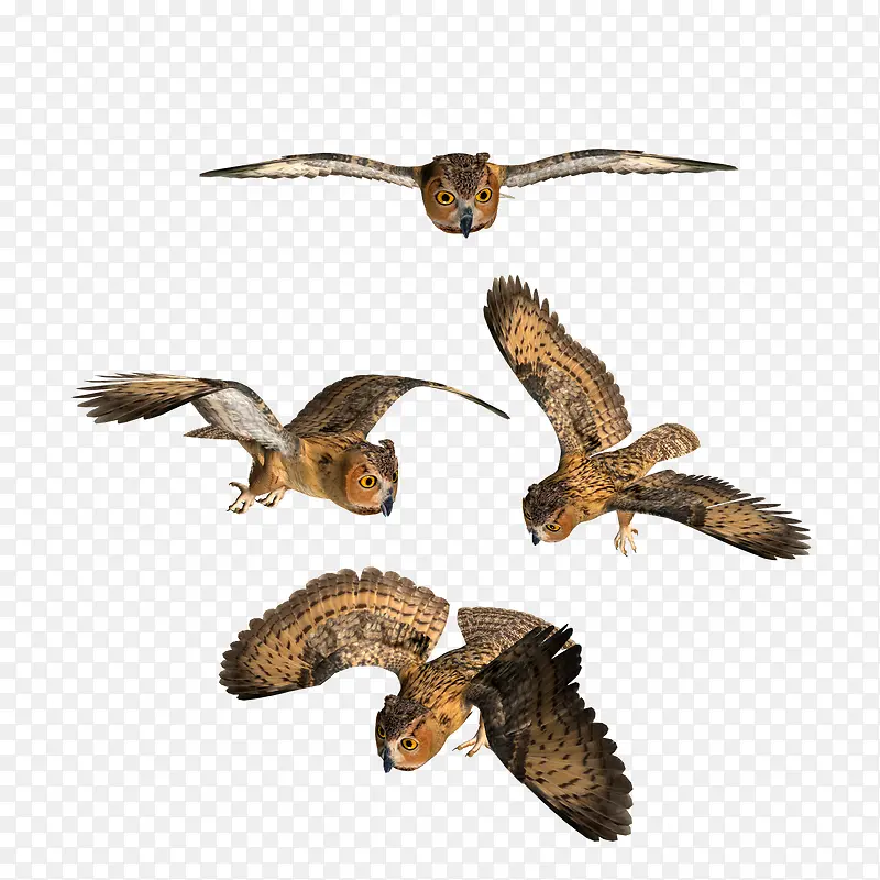 各种飞行姿势的猫头鹰
