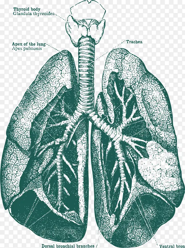 肺部器官手绘解剖图