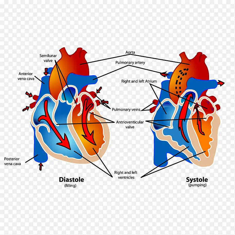 心脏解剖关系图
