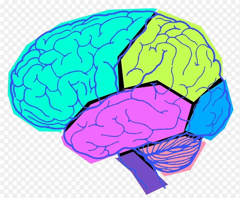 人体器官大脑剖析图