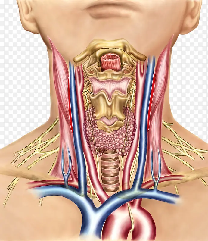 甲状腺内分泌系统