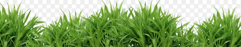 绿色茂盛小草