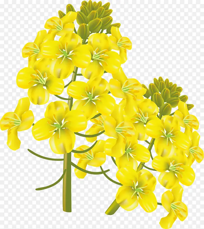 油菜花插画PNG图片素材下载_图片编号yeepzagy-免抠素材网