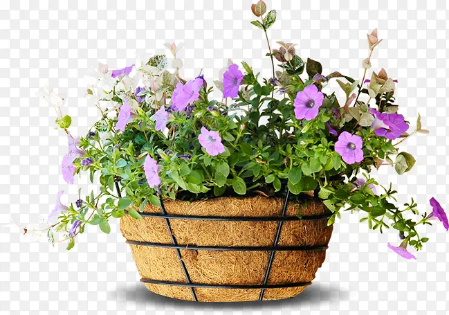 鲜花