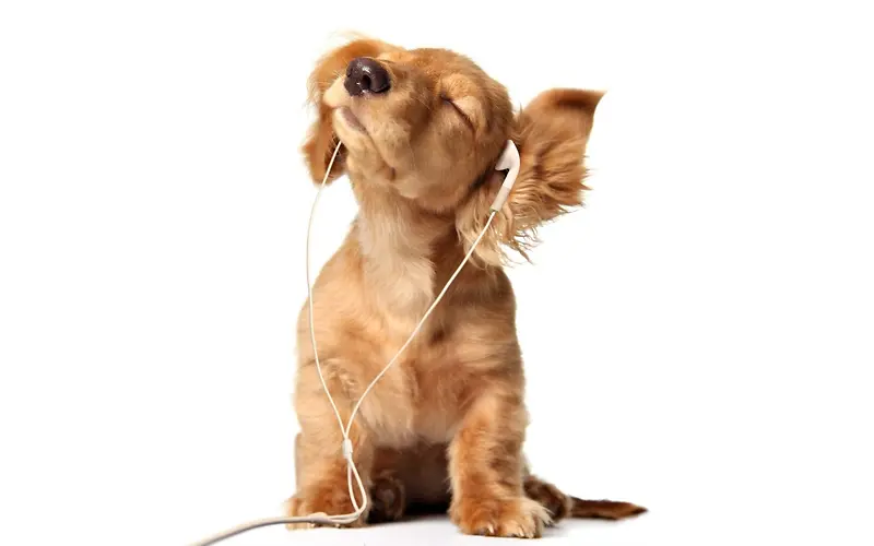 听音乐的可爱小狗壁纸