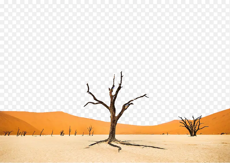 沙漠顽强枯树