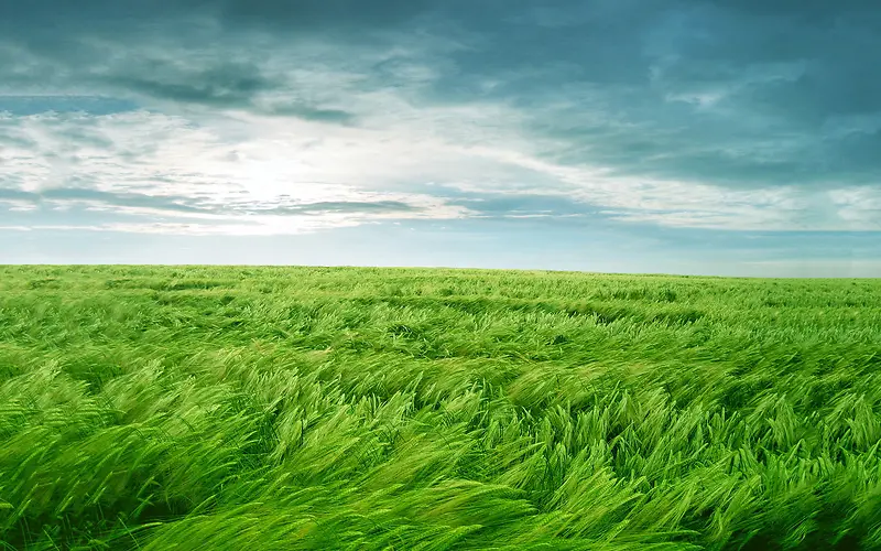 被风吹动的青草海报背景