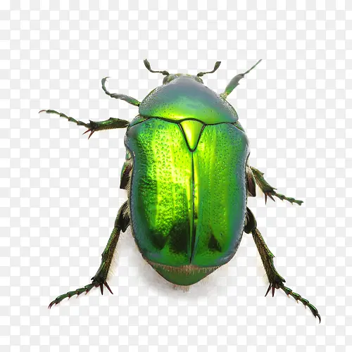绿色荧光虫子