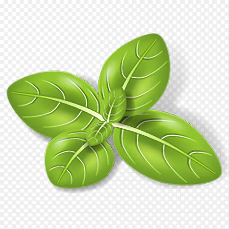 绿色植物柠檬叶