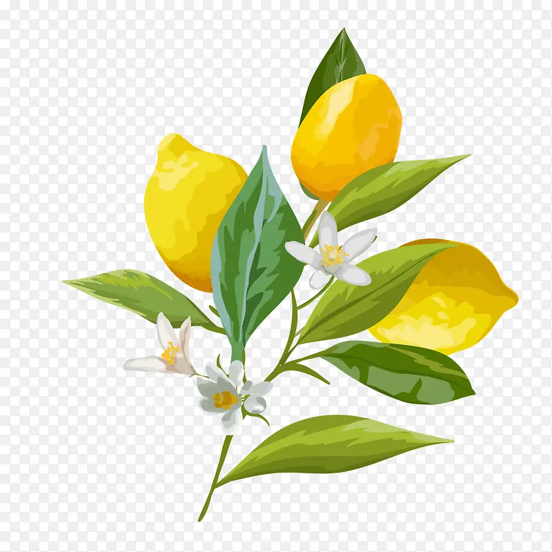 矢量植物柠檬树枝