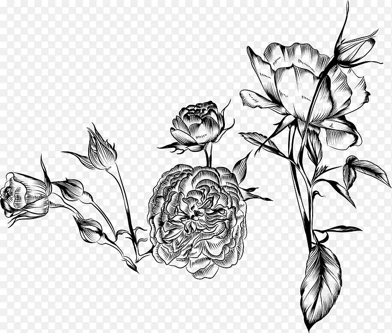 玫瑰花朵叶子线描