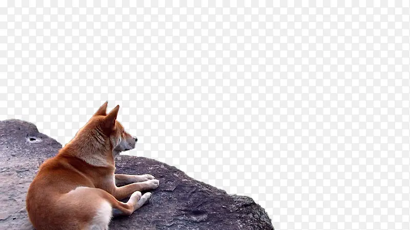 狼狗动物实物图