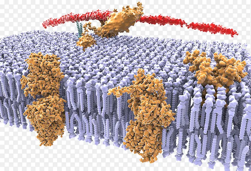 抗体蛋白质结构