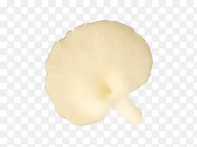 一颗白色的凤尾菇