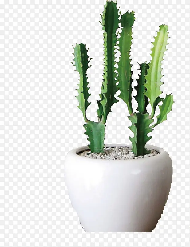白色盆中的绿色植物