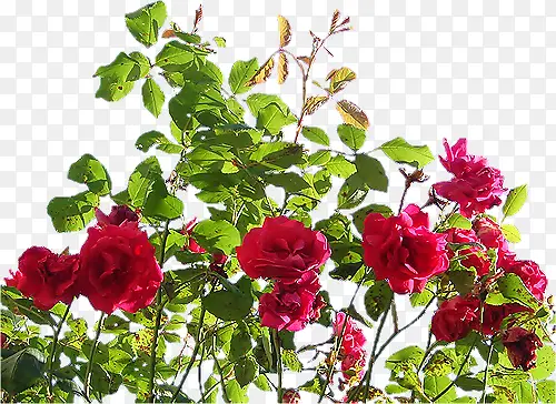 红色玫瑰花花朵花丛