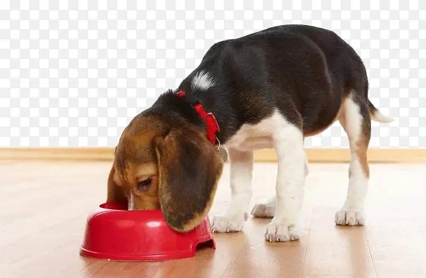 吃狗粮的比格猎犬