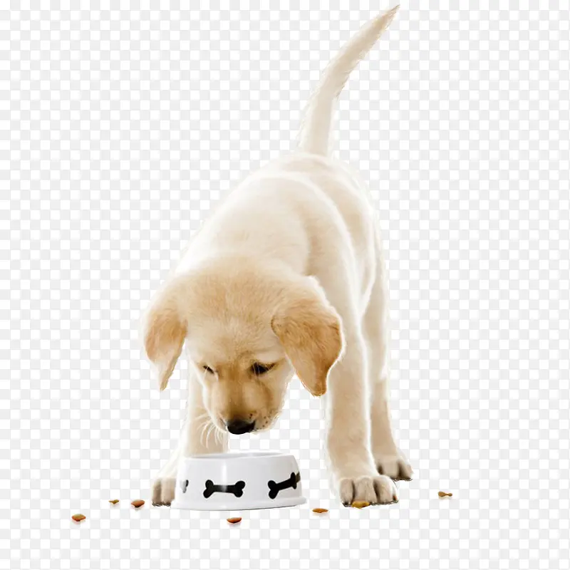 可爱小狗吃狗粮实物图