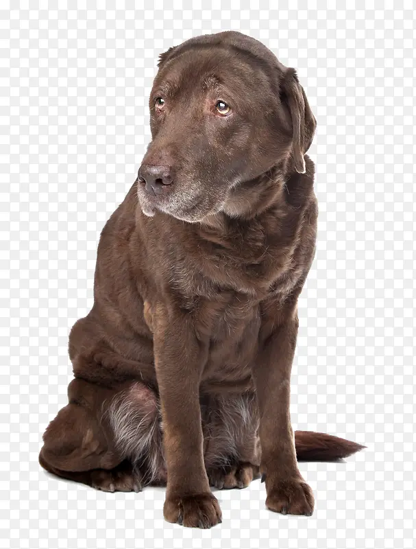 巧克力拉布拉多犬