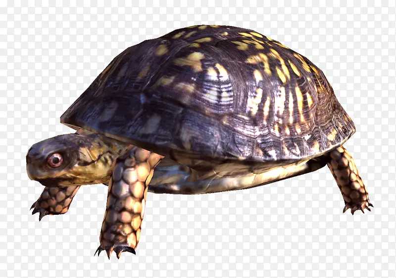 背部凹凸不平的海龟