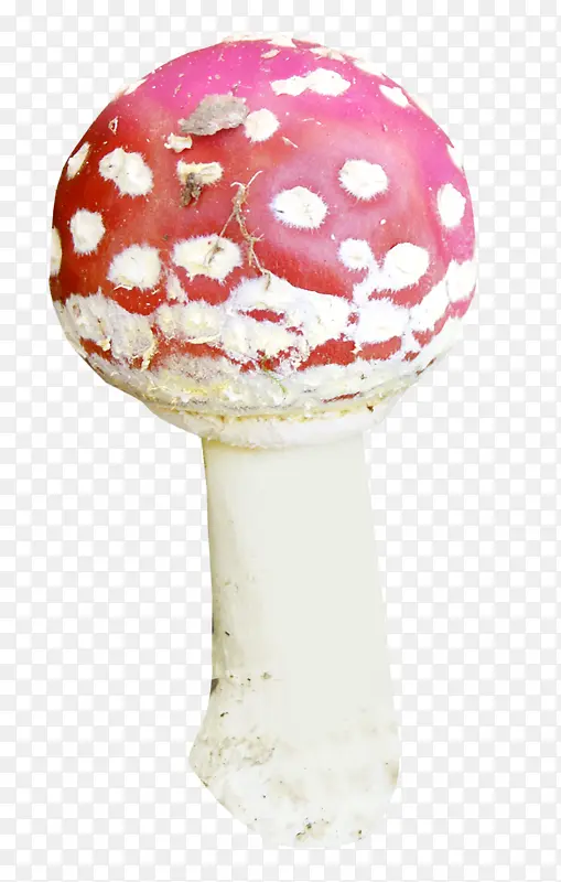 一朵蘑菇