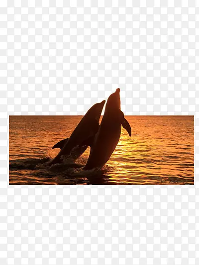 夕阳下的海豚