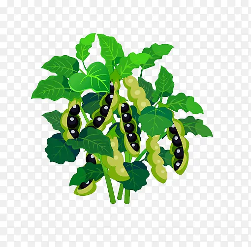 豌豆荚植物