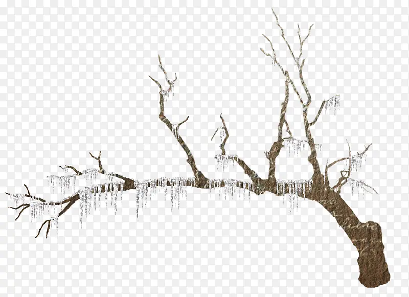 冰雪覆盖树枝